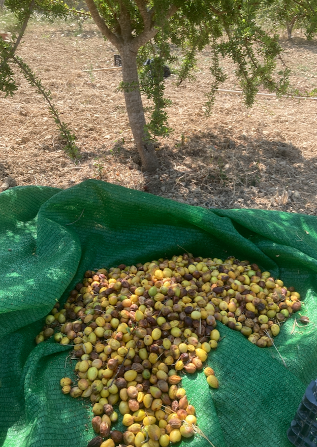 Cosecha de un árbol de argán de seis años de vida.