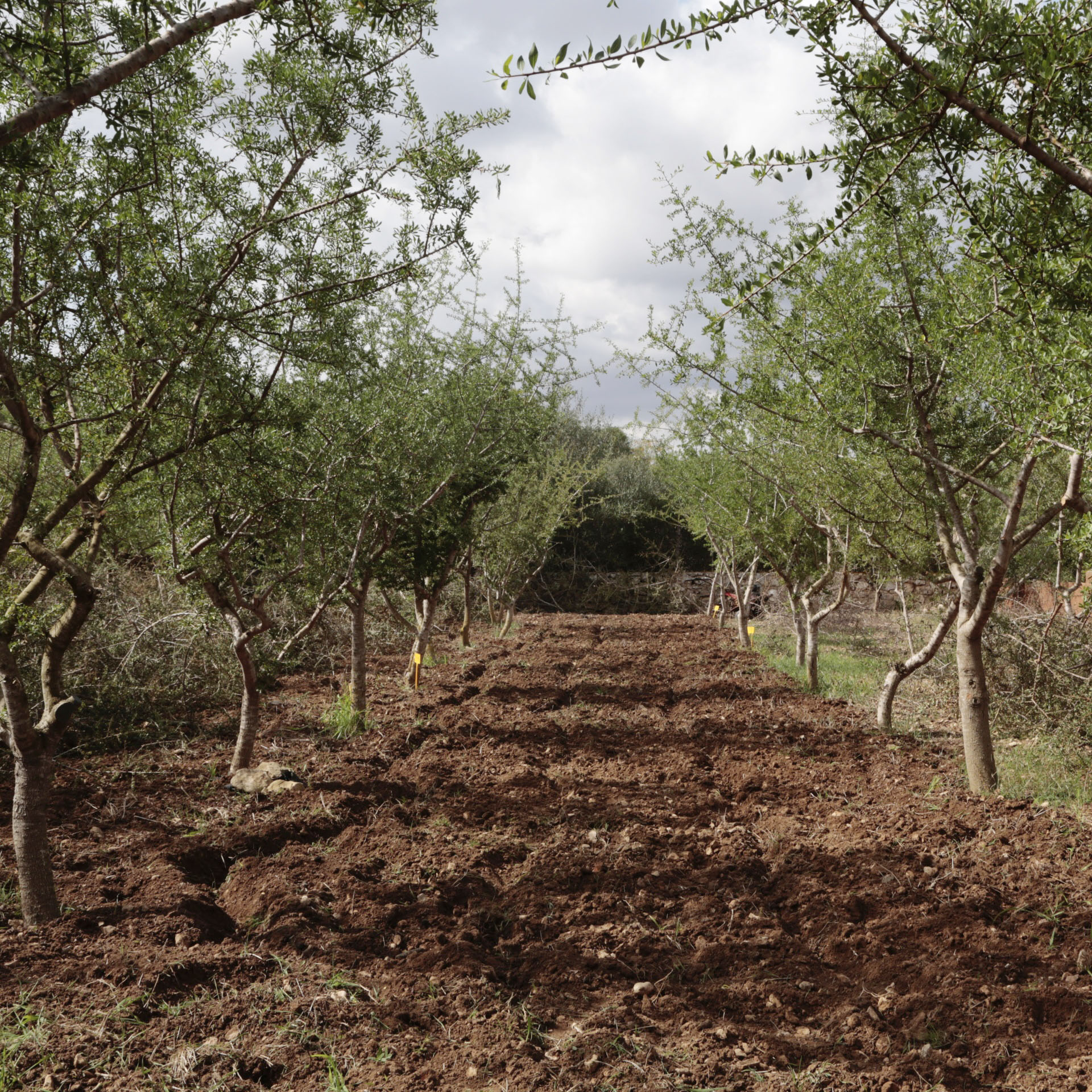 Plantación de árboles de argán en Mallorca. España.