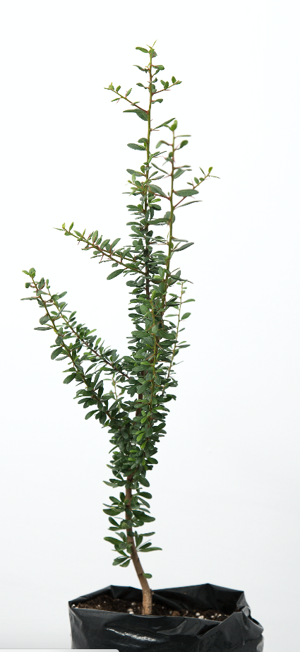 Árbol de argán 15 € (Imagen de referencia)